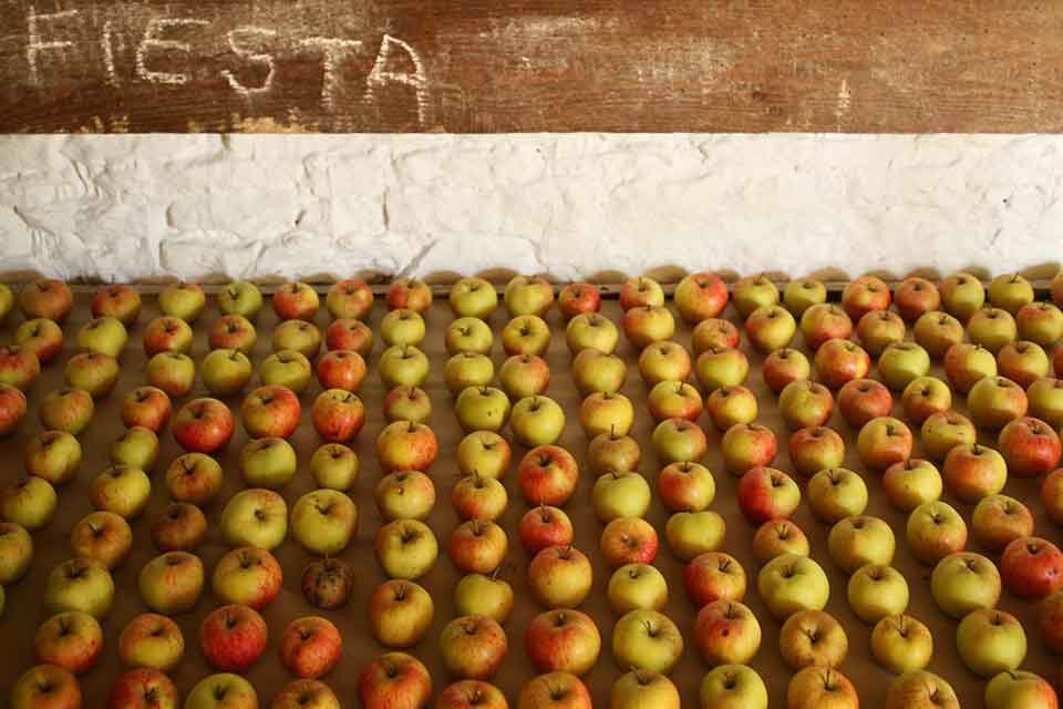 Still Life Painting Workshop Celebrating Apples