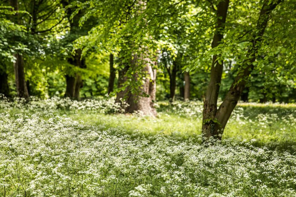 Springtime Escape Cottage Stay