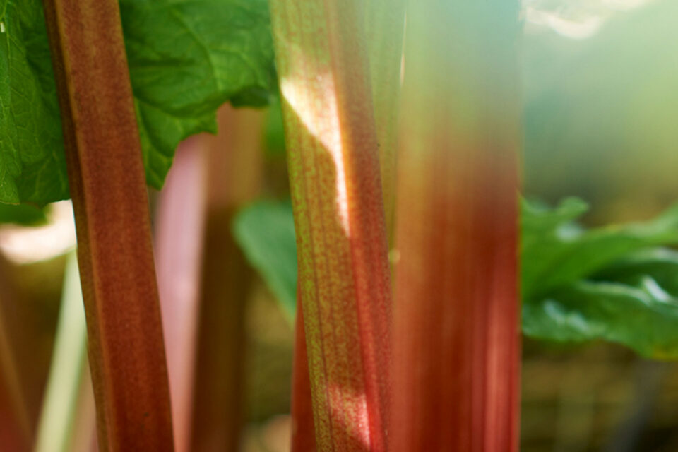 Forced Rhubarb