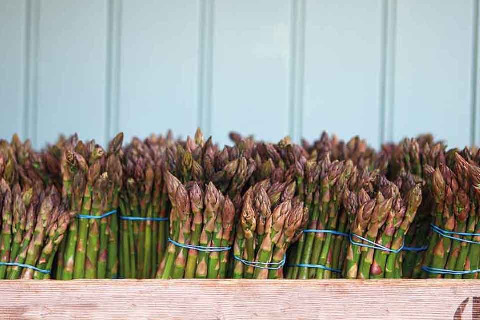 Asparagus